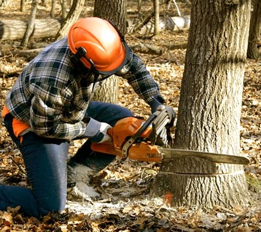 Tree Removal in Neopit, WI